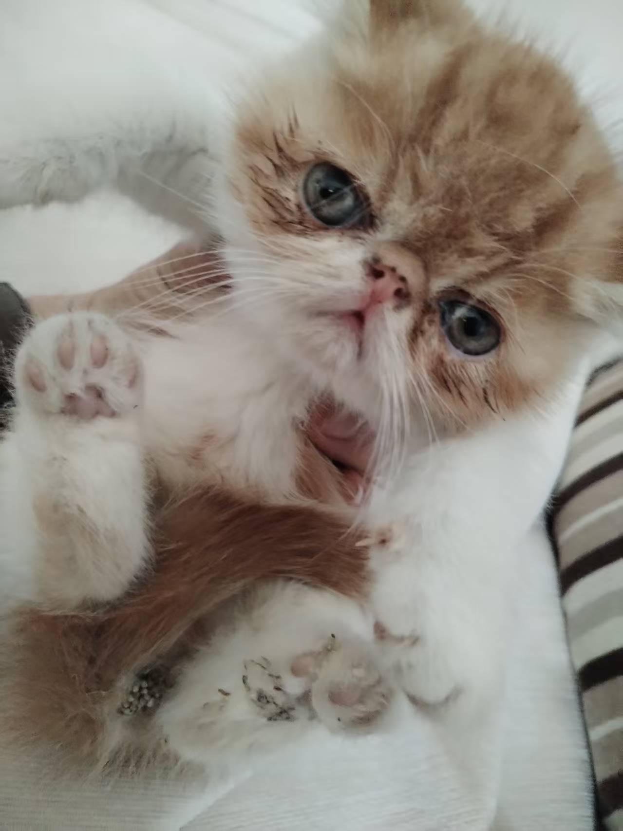 加菲猫